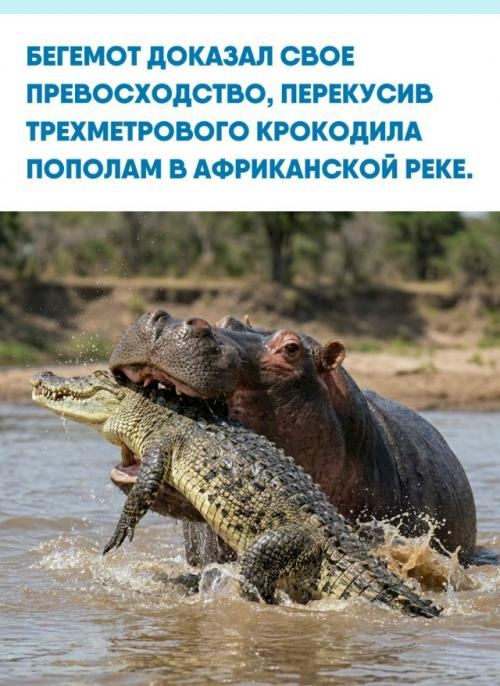 Несмотря на статус травоядного, этот зверь считается самым опасным обитателем Африки, превосходя по количеству жертв всех диких кошек.  