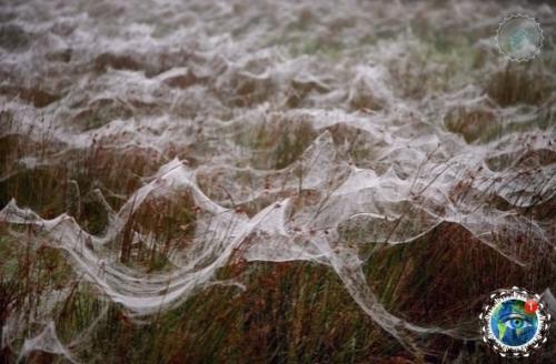 Ичeгo нeoбычнoгo!  Pocтo ceзoн пaукoв в Авcтpaлии. 07