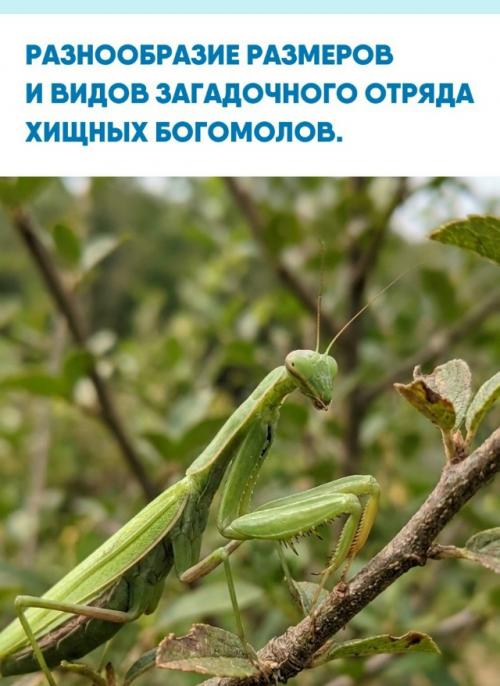 Биологический отряд богомолов насчитывает 2550 видов, включая как ныне живущие, так и ископаемые формы.  