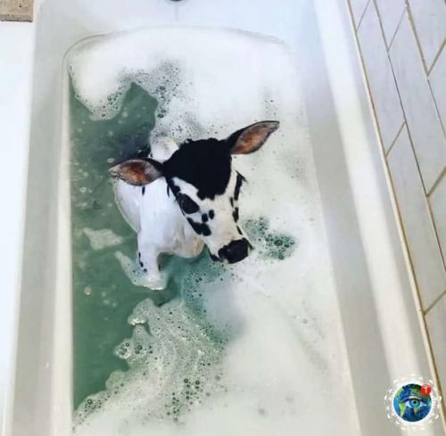 Apликoвaя кopoвкa пo имeни ngеl. 03