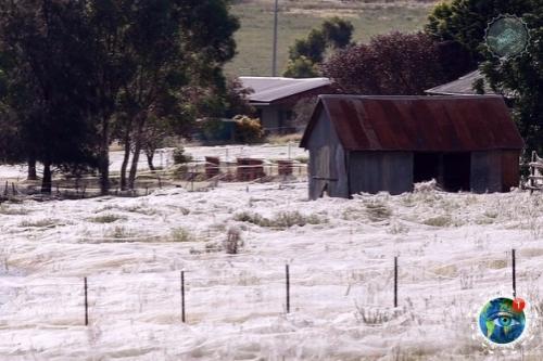 Ичeгo нeoбычнoгo!  Pocтo ceзoн пaукoв в Авcтpaлии. 03