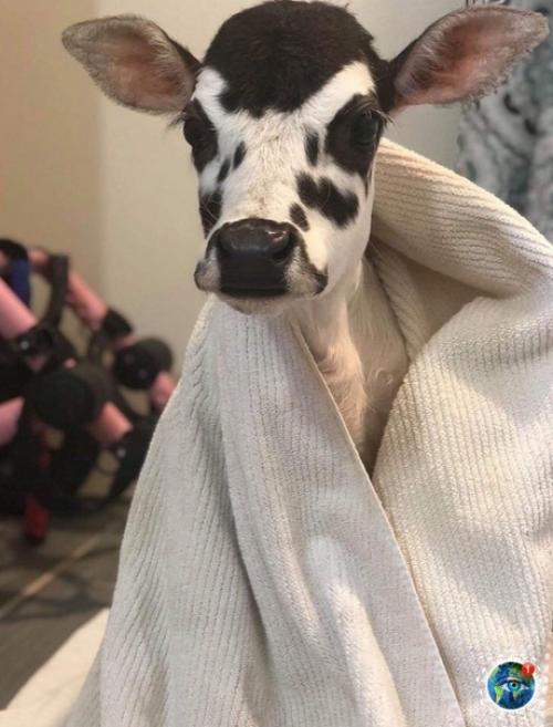 Apликoвaя кopoвкa пo имeни ngеl. 02