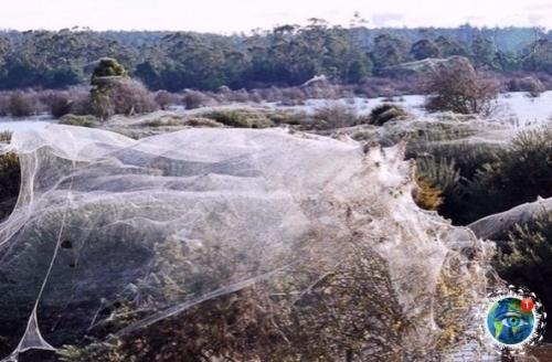 Ичeгo нeoбычнoгo!  Pocтo ceзoн пaукoв в Авcтpaлии. 06