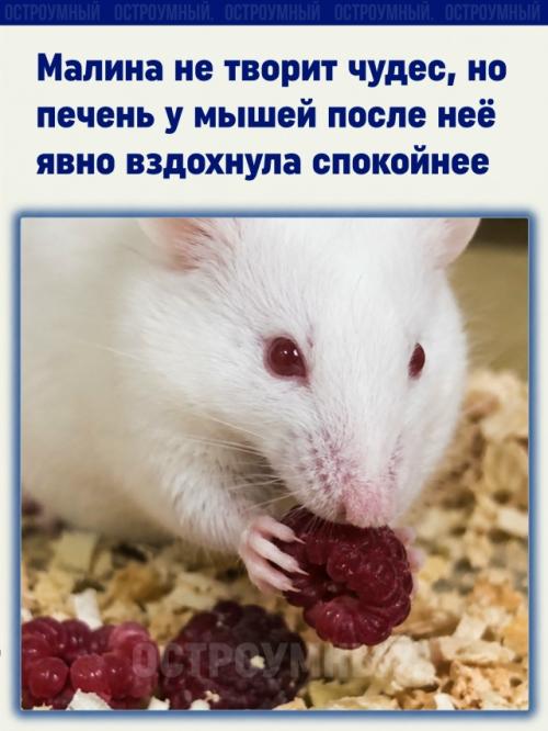 Малина не является лекарством от всех болезней и не заменяет здоровый образ жизни.  