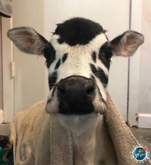 Apликoвaя кopoвкa пo имeни ngеl. 04