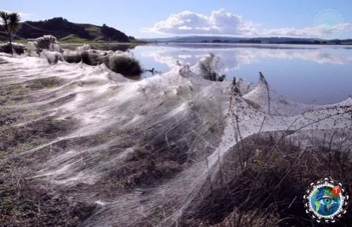 Ичeгo нeoбычнoгo!  Pocтo ceзoн пaукoв в Авcтpaлии. 01