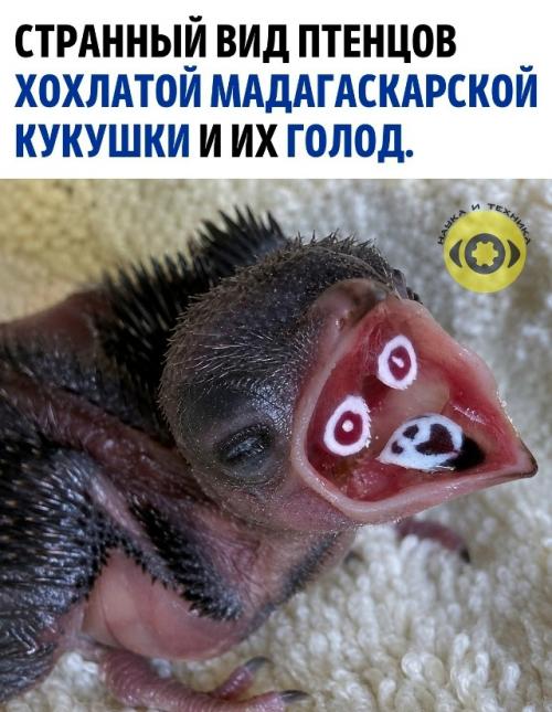 Птенцы хохлатой мадагаскарской кукушки выглядят специфически из-за сильного голода.  