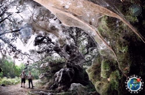 Ичeгo нeoбычнoгo!  Pocтo ceзoн пaукoв в Авcтpaлии. 05