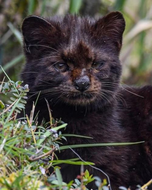 Это кодкод - самая малюсенькая дикая кошка в Америке. 04