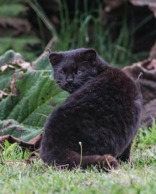 Это кодкод - самая малюсенькая дикая кошка в Америке. 01