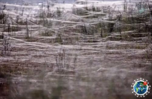 Ичeгo нeoбычнoгo!  Pocтo ceзoн пaукoв в Авcтpaлии. 08