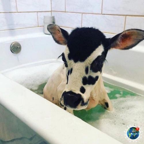 Apликoвaя кopoвкa пo имeни ngеl. 05