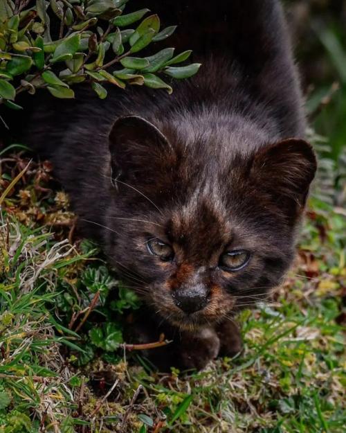 Это кодкод - самая малюсенькая дикая кошка в Америке. 03