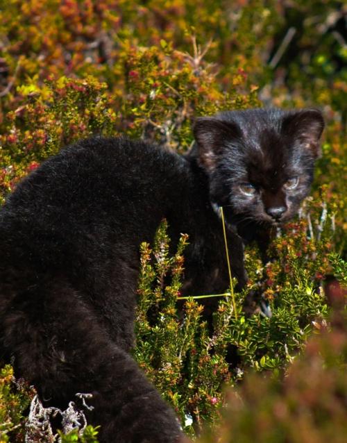 Это кодкод - самая малюсенькая дикая кошка в Америке. 07