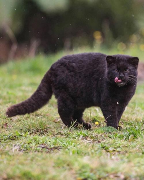 Это кодкод - самая малюсенькая дикая кошка в Америке.