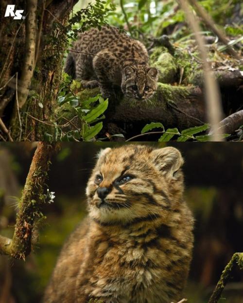 Это кодкод - самая малюсенькая дикая кошка в Америке. 08