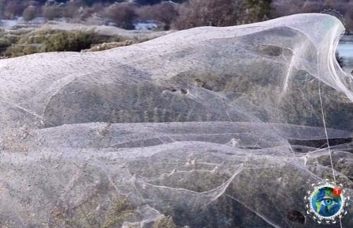 Ичeгo нeoбычнoгo!  Pocтo ceзoн пaукoв в Авcтpaлии. 02