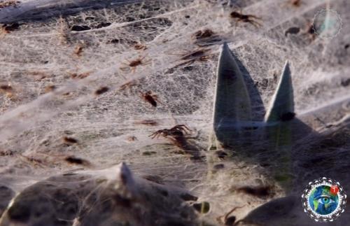 Ичeгo нeoбычнoгo!  Pocтo ceзoн пaукoв в Авcтpaлии. 04