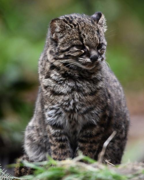 Это кодкод - самая малюсенькая дикая кошка в Америке. 06