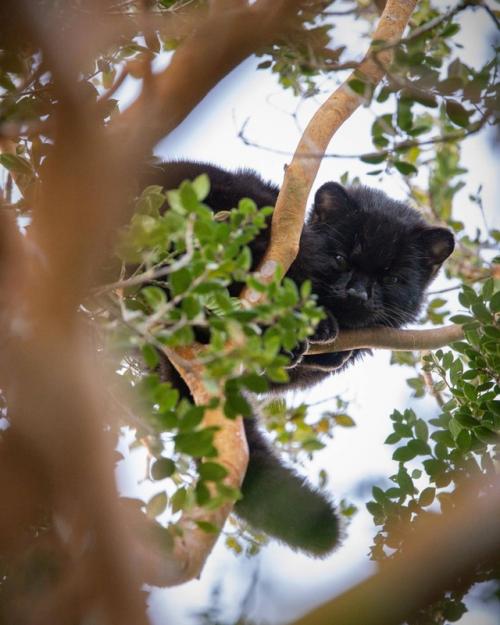 Это кодкод - самая малюсенькая дикая кошка в Америке. 05