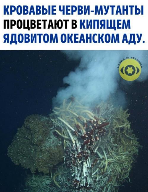 На дне океана среди черных курильщиков, где из земной коры бьет вода с температурой 400 градусов, выживают Riftia Pachyptila.  