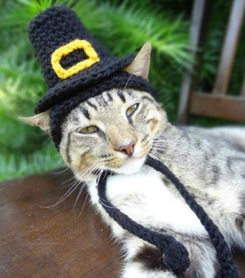 Вашему котику нужна такая шапочка! 09