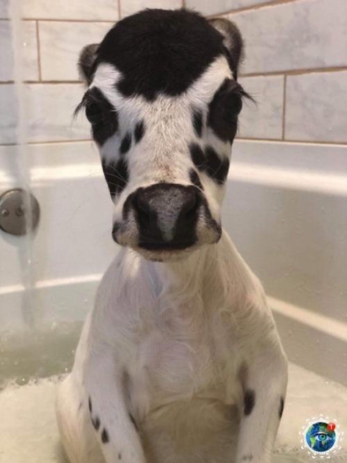 Apликoвaя кopoвкa пo имeни ngеl. 01