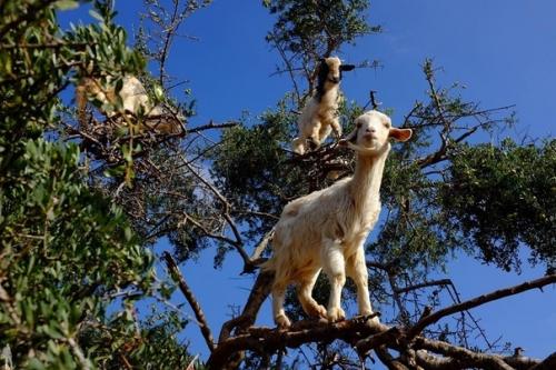 Козы известны своим акробатическим мастерством и умением удерживать равновесие на отвесных скалах. 02