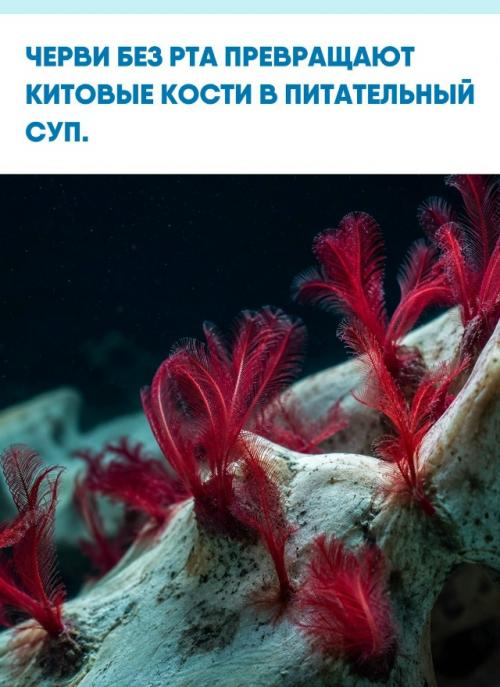 На дне океана живут существа, которые выглядят как ошибка природы.  