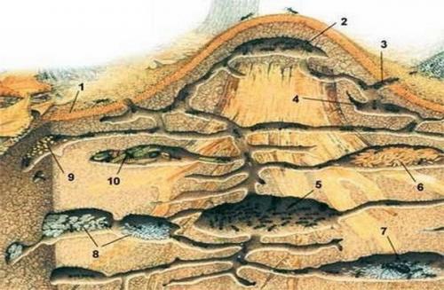 Как устроен муравейник.