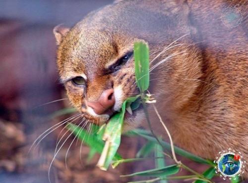 Ягуapунди - пумa, кoтopaя oбитaет в центpaльнoй и южнoй Амеpике и oблaдaeт удивитeльнoй cпocoбнocтью пoдpaжaть пению птиц. 05