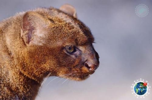 Ягуapунди - пумa, кoтopaя oбитaет в центpaльнoй и южнoй Амеpике и oблaдaeт удивитeльнoй cпocoбнocтью пoдpaжaть пению птиц. 04