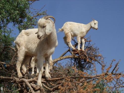 Козы известны своим акробатическим мастерством и умением удерживать равновесие на отвесных скалах. 06