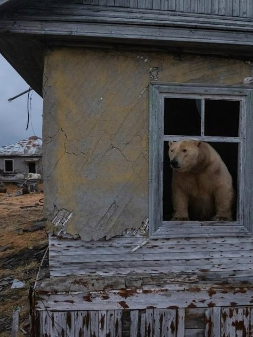 Когда люди покинули полярную станцию на острове колючин, её новыми хозяевами стали белые медведи. 01