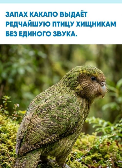 Какапо пахнут влажным лесом, мхом, мёдом и цветами - ароматом, который невозможно спутать с обычной птицей.  