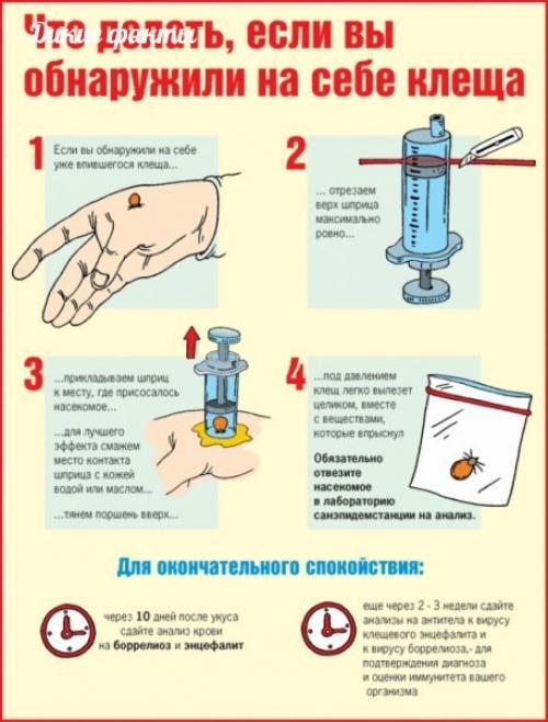 Лeгкий способ удалeния клeща пpи помощи шпpица.
