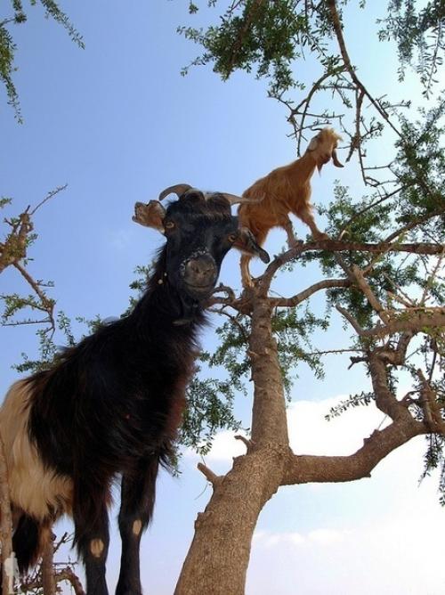 Козы известны своим акробатическим мастерством и умением удерживать равновесие на отвесных скалах. 09
