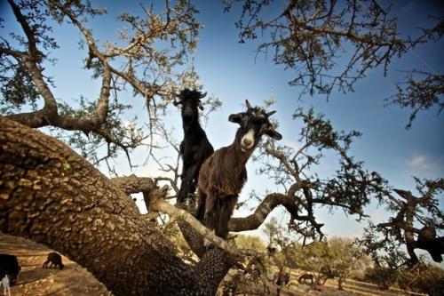 Козы известны своим акробатическим мастерством и умением удерживать равновесие на отвесных скалах. 05