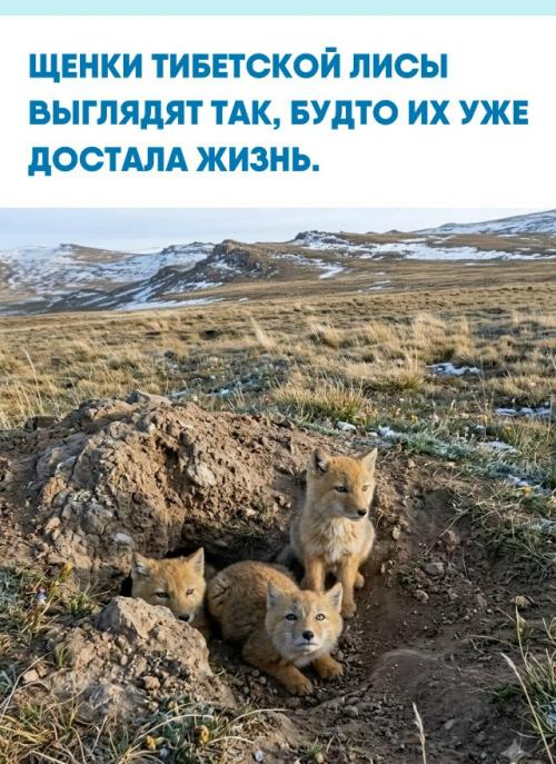 Эти малыши впервые выбрались из норы на суровом тибетском нагорье - одном из самых холодных и ветреных мест планеты.  
