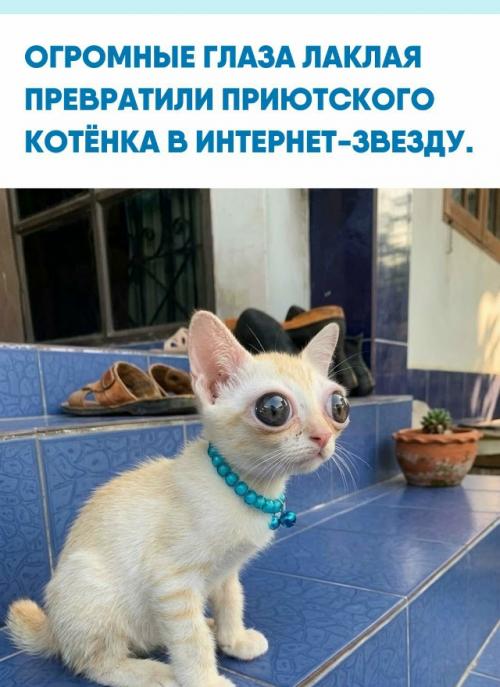 Тайский кот лаклай ещё малышом оказался в приюте, где его невозможный взгляд сразу затмил остальных животных.  
