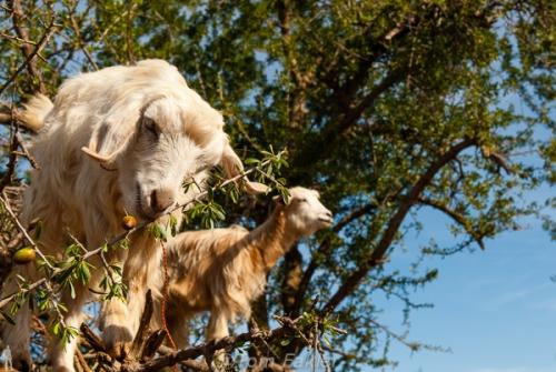 Козы известны своим акробатическим мастерством и умением удерживать равновесие на отвесных скалах. 04