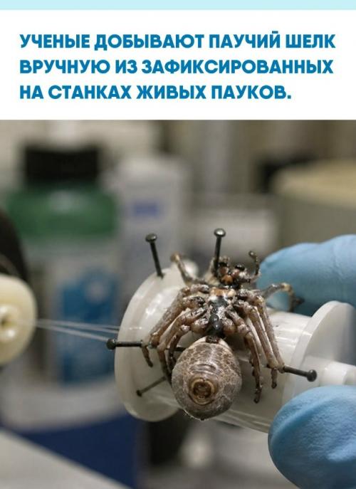 Массовое производство материала невозможно, так как агрессивные пауки съедают сородичей при попытке переселения в общие инкубаторы.  