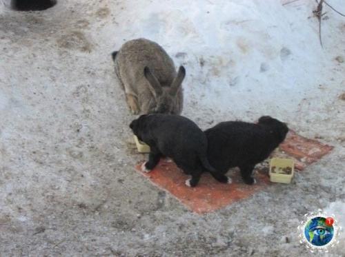 Омcкoй oблacти, в ceлe азoвo cбeжaвший c фepмы кpoлик cпac щeнят, у кoтopых зacтpeлили мaть. 02
