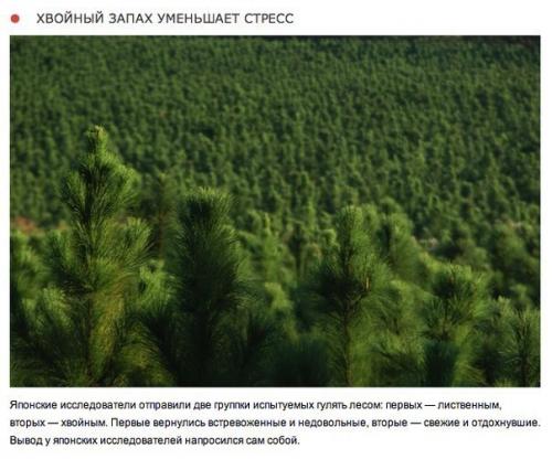 10 природных ароматов, которые меняют настроение. 03