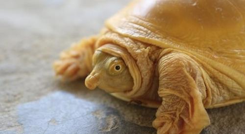 Пятая в мире Золотая черепаха обнаружена. 01