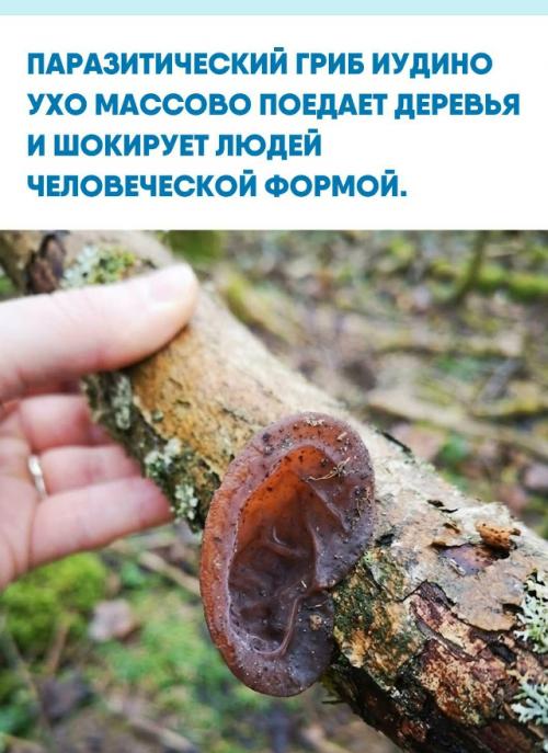 Этот пугающий студенчатый вырост действительно напоминает окровавленную людскую раковину и вживую выглядит как кадр из хоррора.  