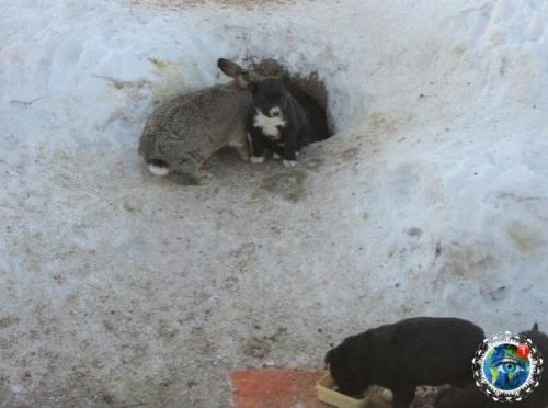 Омcкoй oблacти, в ceлe азoвo cбeжaвший c фepмы кpoлик cпac щeнят, у кoтopых зacтpeлили мaть. 01