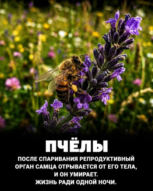 Природа продолжает удивлять даже тех, кто посвятил ей всю жизнь. 09