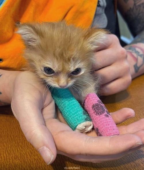 В интернете появилась история о знаменитом котенке по имени хаггетс! 03