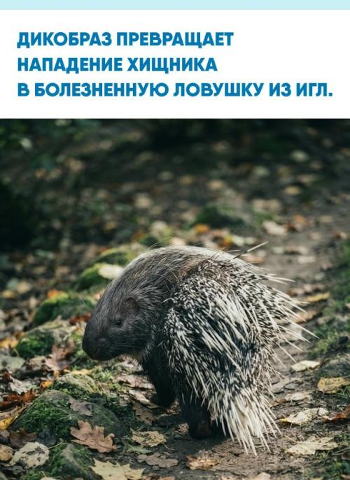 Никакой стрельбы иглами нет: при контакте они легко отделяются от тела дикобраза и остаются в нападающем.  